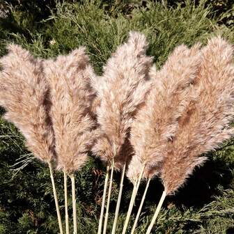 40pcs Dried Pampas Grass, Fluffy Pampas, Natural Pampas, Boho Christmas Wedding Party Home Decor (17 Inches),Fall Decor,Autumn,Fake Plants