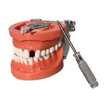 1pc Flesh-Colored Removable Full Mouth 32 Teeth Model For Dental Practice And Oral Teaching - Flesh Color - View 11