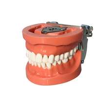 1pc Flesh-Colored Removable Full Mouth 32 Teeth Model For Dental Practice And Oral Teaching - Flesh Color - View 9