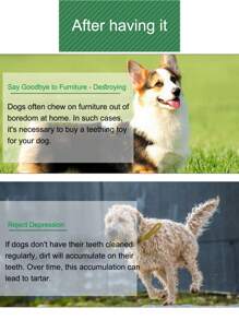Juguetes para morder para perros - Pelotas y palos para morder - Para Labrador, Golden Retriever, Corgi - Entrenamiento y limpieza dental