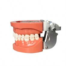 1pc Flesh-Colored Removable Full Mouth 32 Teeth Model For Dental Practice And Oral Teaching - Flesh Color - View 4