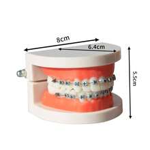 口腔金属托槽模型，诊所病人沟通展示牙科模型，牙科牙齿托槽模型