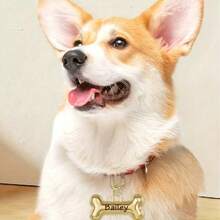 1pc Personalized Dog Bone Shaped Zinc Alloy Pet ID Tag, Silver/Gold Color Pet Collar Decor, Cute Pet Anti-Lost Identity Card, Customizable Pet Info, Ideal Gift For Pet Lovers