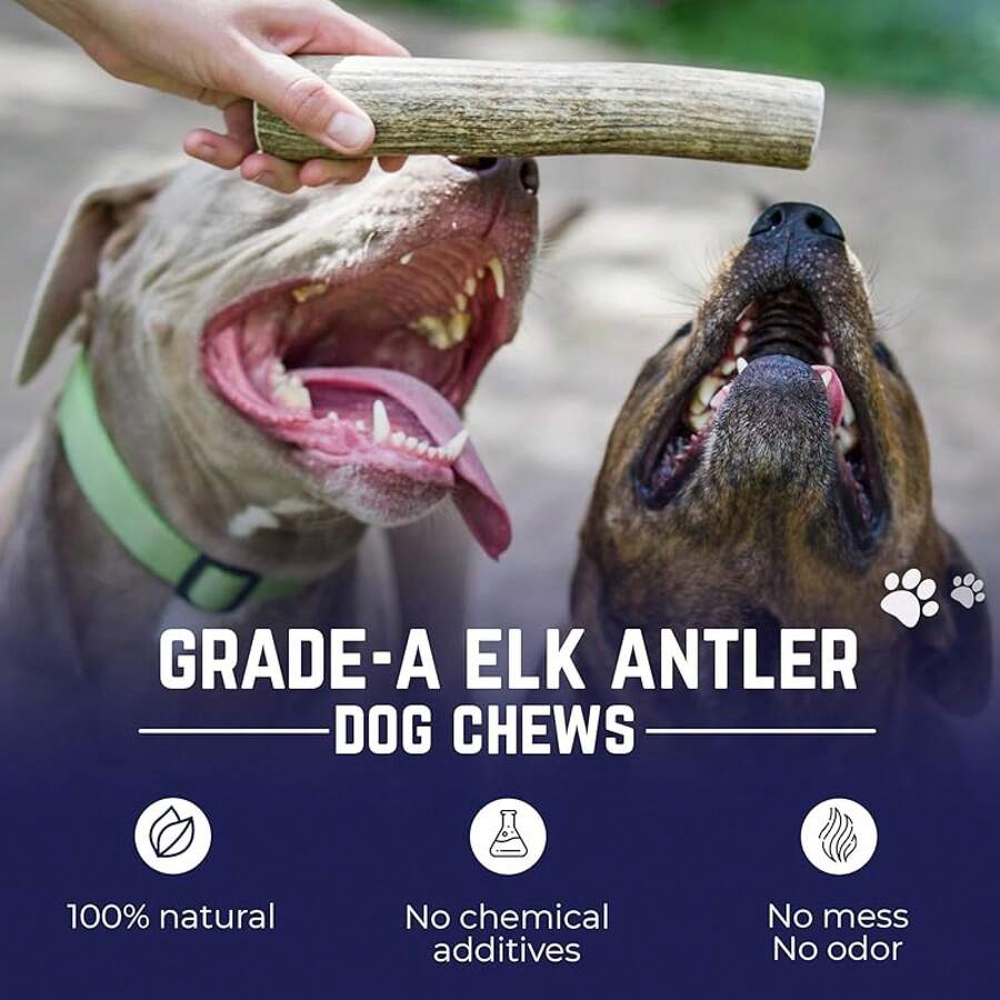 Devil Dog Pet Co. Elk Antlers Dogs, Medium 5+, 1 Pack, Grade A Long Lasting Chew Aggressive Chewers, Premium USA Naturally Shed Antler – Healthy, No Odor, Durable Dog Chew - 整隻 - 怪物 - 1 包 - 查看 1