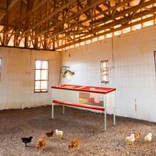 Galvanized Steel Chick Brooder Box Enclosure With Litter Drop Pan - 1 - View 5