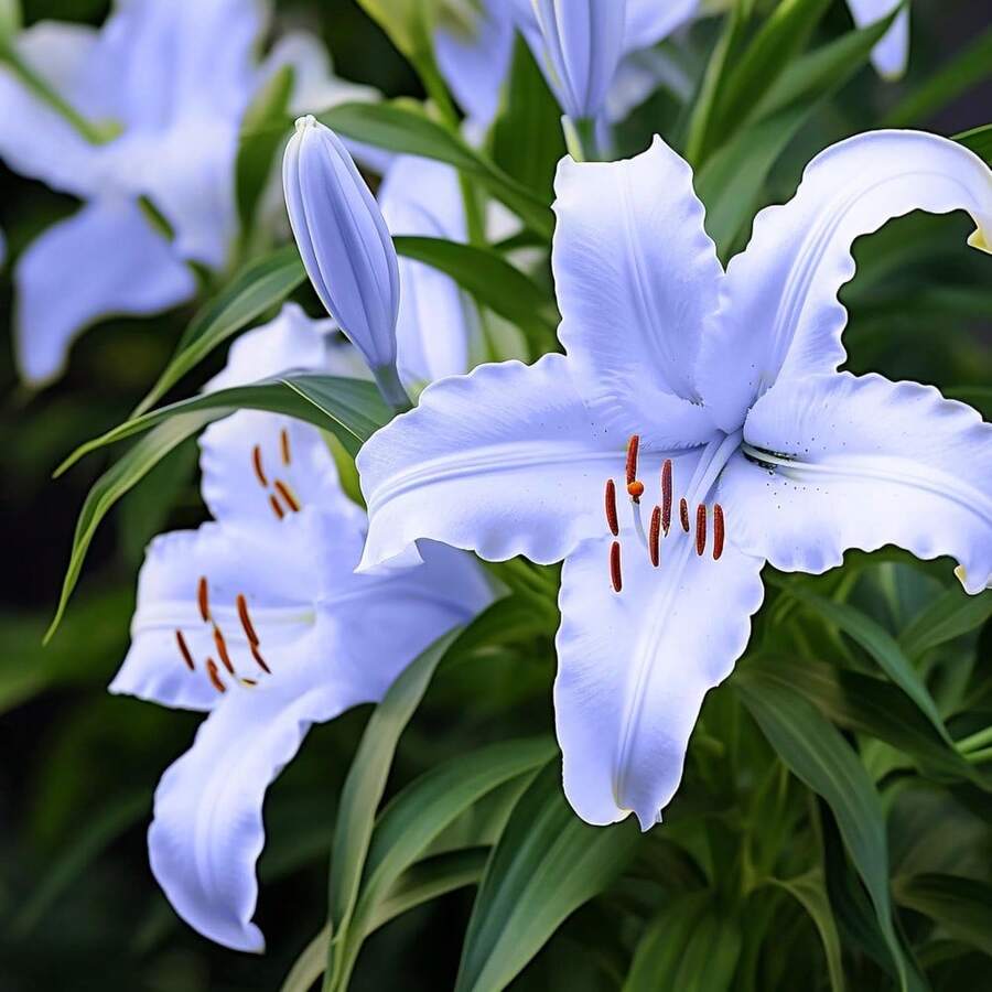 Heirloom Lily Seeds Fragrant Floral Plants Cost Much Less Than Bulbs - Variant1 - View 1