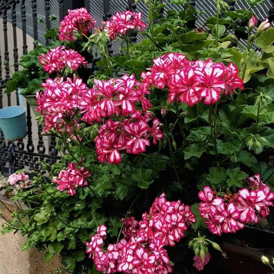 Mixed Azalea Seeds 100 Seeds Large Colorful Flowers Perfect For Garden Planting - Traditional Perennial Flowering Plant Seeds - 100 Seeds - View 1