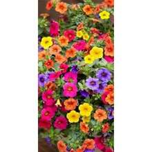 200pcs Eternal Flower Hybrid Wildflower Seeds, Traditional Flower Variety - This Popular Eternal Flower Hybrid Contains Many Of The Most Popular Eternal Flower Seeds - 200PCS - View 2