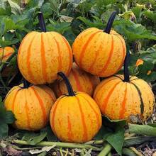 Flower Seed 200pcs Fireball Pumpkin Seeds With Bright Colors Look Like A Fireball - 200Pcs - View 1