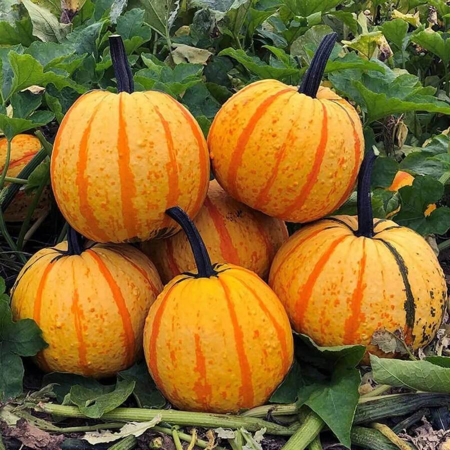 Flower Seed 200pcs Fireball Pumpkin Seeds With Bright Colors Look Like A Fireball - 200Pcs - View 1