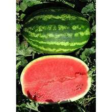 50pcs Watermelon Deep Red Sweet Green Planting Seeds - Non GMO High Sprout Fruit Seeds - 50PCS - View 1