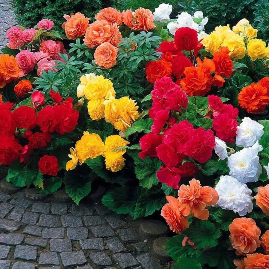 Mixed Color Begonia Flower Bulbs - Colorful Showy Blooms - Assorted Colors - Ships From USA - Great Houseplants - 100Pcs - View 1