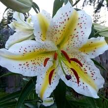 Heirloom Lily Seeds Fragrant Floral Plants Cost Much Less Than Bulbs - Variant1 - View 5