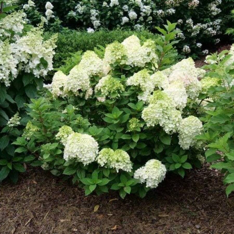 Simple Planting High Germination Rate Rare Mixed Colored Bubble Chrysanthemum Seeds, Bubble Chrysanthemum Giant Snowball Grove, Flower Wedding, Outdoor Garden - 50 Pieces - View 1