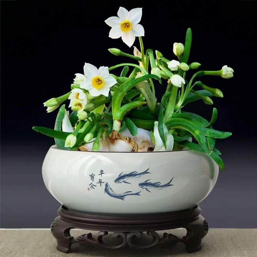 100 Bulbs Narcissus Bulbs - Easy Hydroponics Easy To Care Beautiful Aromatic Family Ornamental Plant - 100 Seeds - View 1