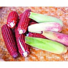 50pcs Bloody Butcher Corn Heirloom Seeds - Non-GMO, Open-Pollinated, Dent Corn With Striking Red Hues - Flour Corn For Culinary Versatility