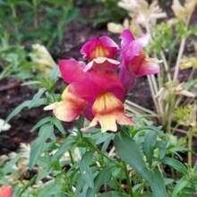 100 Snapdragon Brighton Seeds - 變體1 - 查看 7