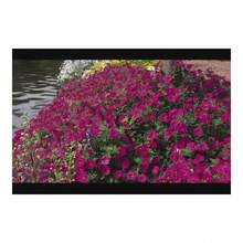 100pcs Set Of Hummingbird Garden Nature Friendly Series Mixed Bulbs - 100Pcs - View 1