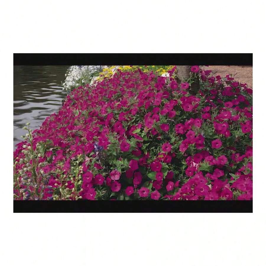 100pcs Set Of Hummingbird Garden Nature Friendly Series Mixed Bulbs - 100Pcs - View 1