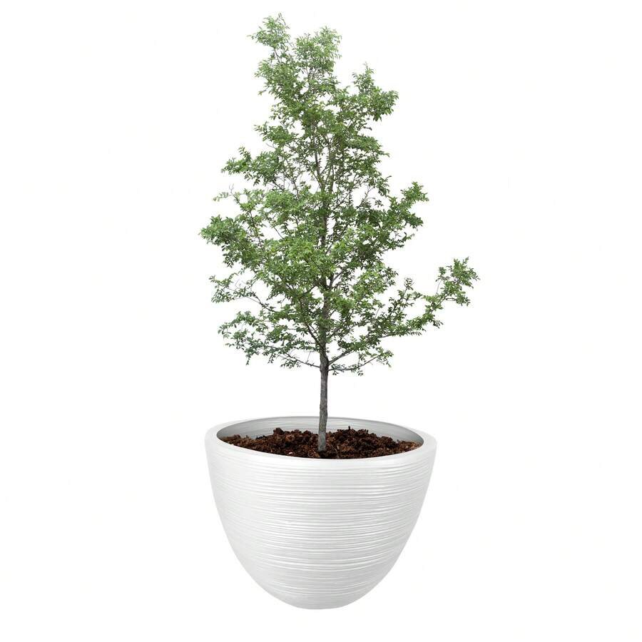 Flower Pots & Planters