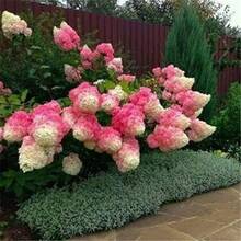 Simple Planting High Germination Rate Rare Mixed Colored Bubble Chrysanthemum Seeds, Bubble Chrysanthemum Giant Snowball Grove, Flower Wedding, Outdoor Garden - 50 Pieces - View 3