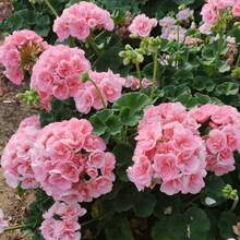 Mixed Azalea Seeds 100 Seeds Large Colorful Flowers Perfect For Garden Planting - Traditional Perennial Flowering Plant Seeds - 100 Seeds - View 3