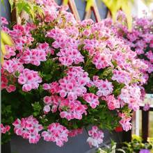 Mixed Azalea Seeds 100 Seeds Large Colorful Flowers Perfect For Garden Planting - Traditional Perennial Flowering Plant Seeds - 100 Seeds - View 4