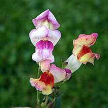 100 Snapdragon Brighton Seeds - 變體1 - 查看 4