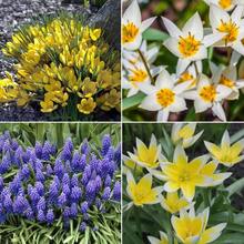 100pcs Set Of Hummingbird Garden Nature Friendly Series Mixed Bulbs - 100Pcs - View 3