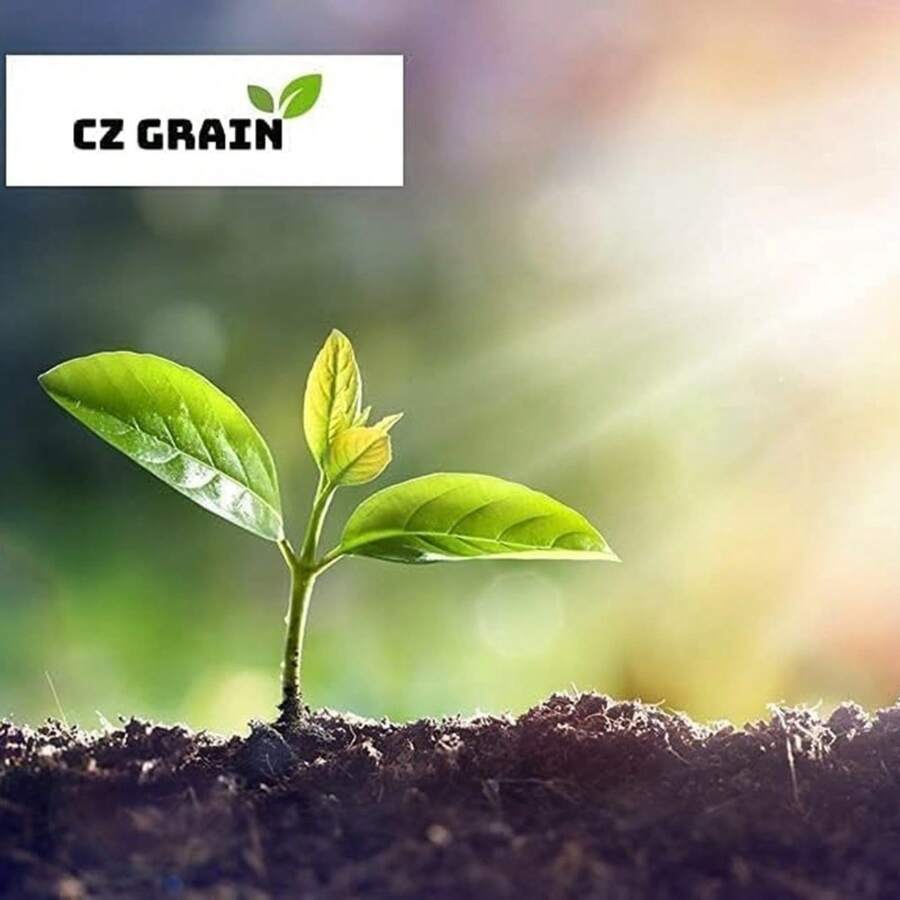 Mixed Color Begonia Flower Bulbs - Colorful Showy Blooms - Assorted Colors - Ships From USA - Great Houseplants - 100Pcs - View 1