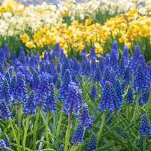 100pcs Set Of Hummingbird Garden Nature Friendly Series Mixed Bulbs - 100Pcs - View 2