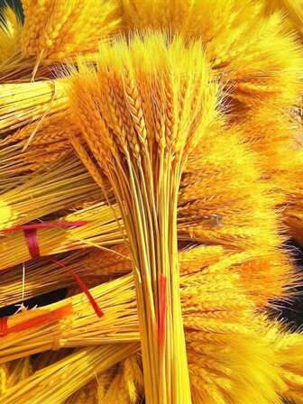 金麦天然干花，适用于乔迁庆典和开业典礼装饰、农舍风格花束、摄影道具