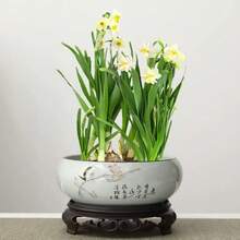 100 Bulbs Narcissus Bulbs - Easy Hydroponics Easy To Care Beautiful Aromatic Family Ornamental Plant - 100 Seeds - View 5