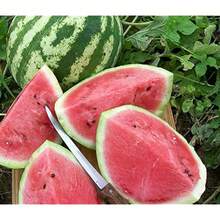 50pcs Watermelon Deep Red Sweet Green Planting Seeds - Non GMO High Sprout Fruit Seeds - 50PCS - View 4