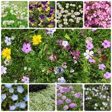 500 Blooming Ground Cover Flower Seed Mix