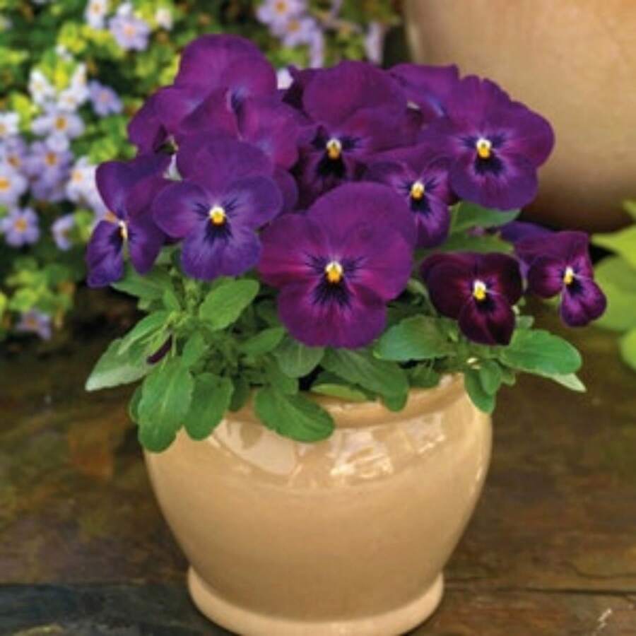 Viola Seeds 50 Seeds Viola Colormax Purple Glow - Variant1 - View 1