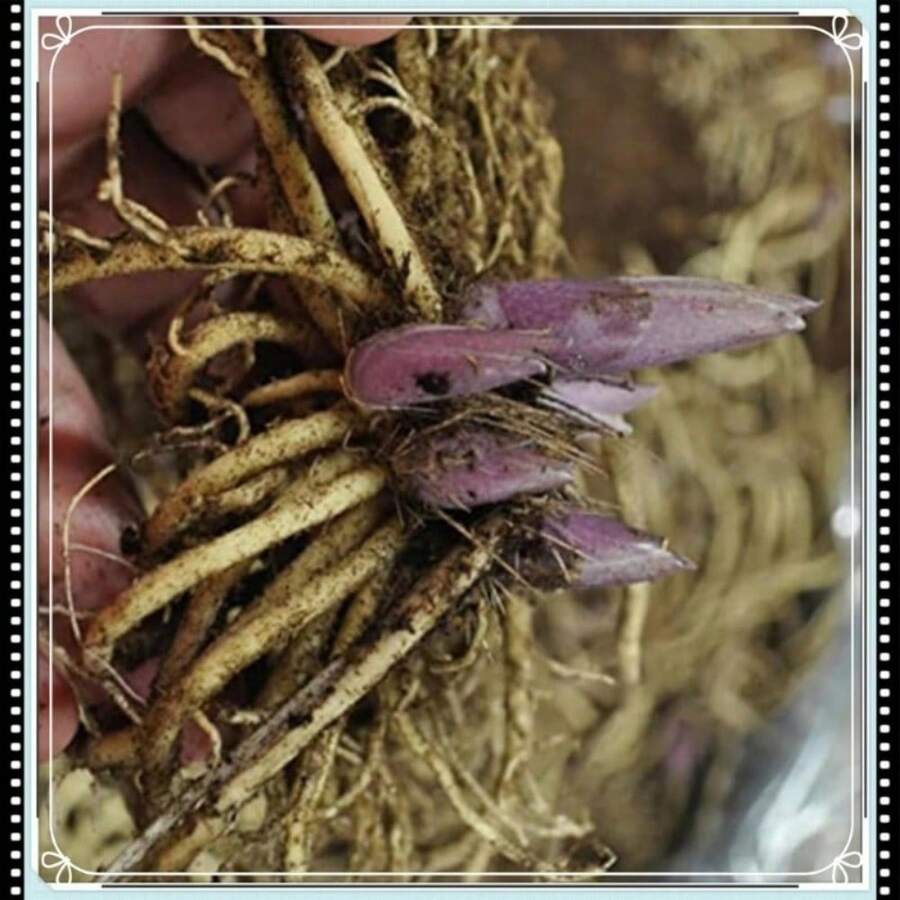 100 semillas de flores de fragancia nocturna - 100 - Ver 1