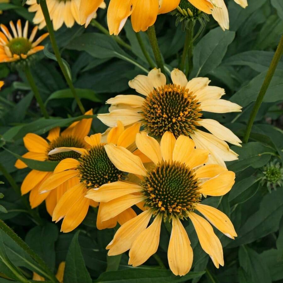 Heirloom Cheyenne Spirit Coneflower Echinacea Garden Seeds 200+ Vibrant Multi-Colored Flower Varieties