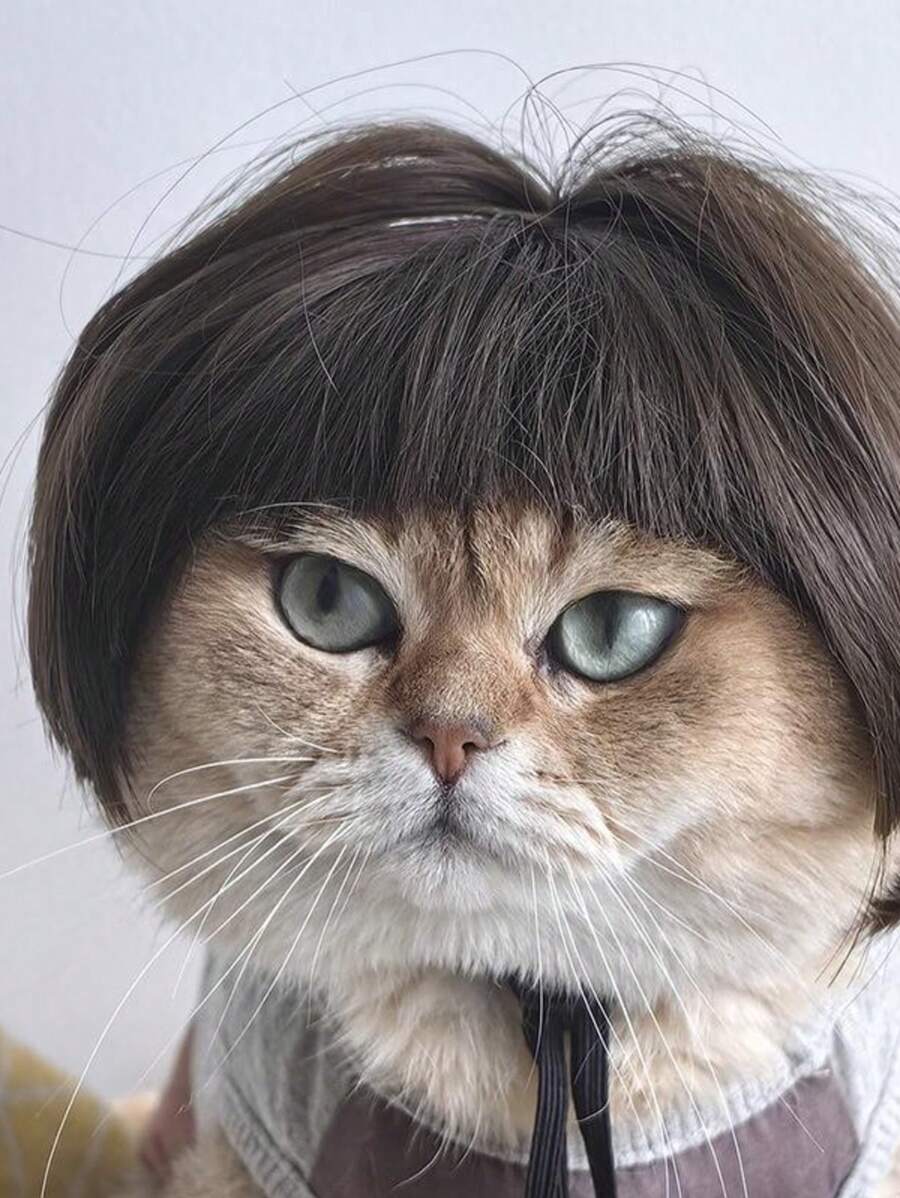 1pc Cat Headgear - Funny And Cute, Cat Hat, Photo Best Match Props