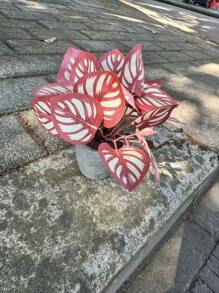 Planta artificial en maceta con hojas de menta, flor de lirio, planta falsa para decoración del hogar, mini maceta de piedra para paisajismo, regalo para el Día de San Valentín