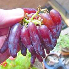 50 Pieces Of Rare Finger Grape Seeds, Advanced Fruit Seeds