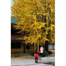 Ginkgo Seed Rare Tree Species Courtyard Planting Scenery Is Charming///20pcs - Yellow - View 7