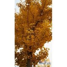 Ginkgo Seed Rare Tree Species Courtyard Planting Scenery Is Charming///20pcs - Yellow - View 6