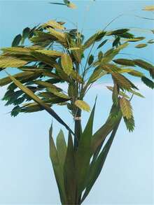 1 Bouquet Of 7 Small Ponytail Plants For Home Decor, Wedding Bouquet Shooting Props, Mother's Day Gift