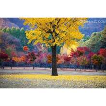 Ginkgo Seed Rare Tree Species Courtyard Planting Scenery Is Charming///20pcs - Yellow - View 4