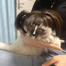 1pc Cat Headgear - Funny And Cute, Cat Hat, Photo Best Match Props