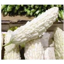 LHK 5pcs White Long Charantia Seeds, Ampalaya Seeds Bitter Gourd Vegetable For Outdoor Planting - White - View 10