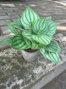 Planta artificial en maceta con hojas de menta, flor de lirio, planta falsa para decoración del hogar, mini maceta de piedra para paisajismo, regalo para el Día de San Valentín