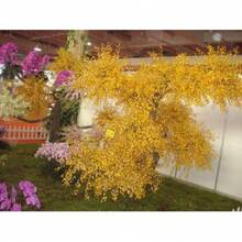 Ginkgo Seed Rare Tree Species Courtyard Planting Scenery Is Charming///20pcs - Yellow - View 8