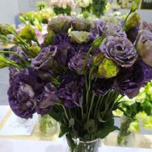 Flower Seeds Lisianthus Seeds Feed Indoor And Outdoor Flower Seedlings Potted Ornamental Flowers Sown In All Seasons